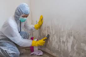 Reliable Hildale, UT Mold Remediation Solutions